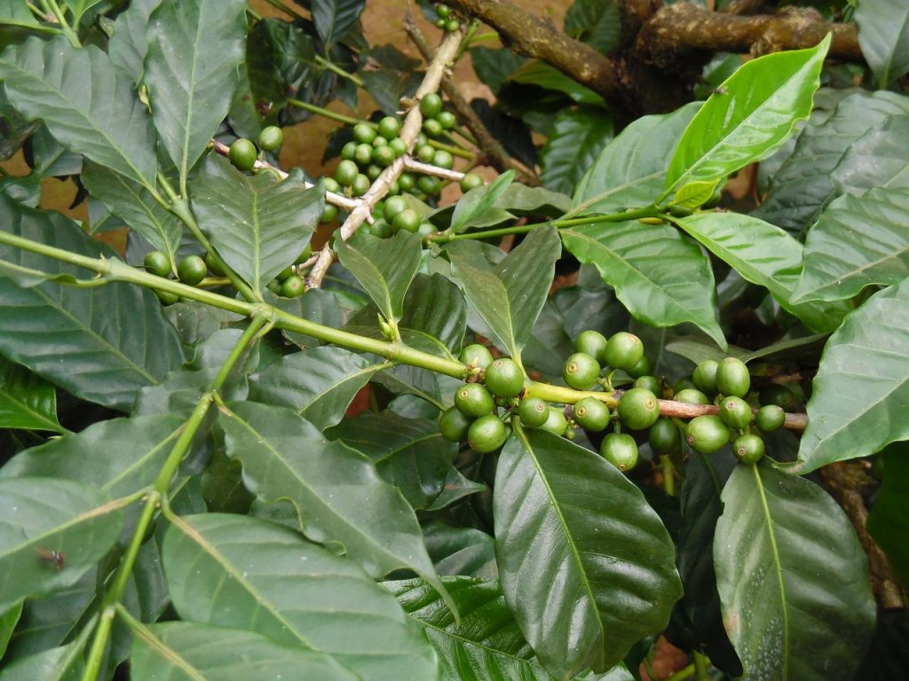 Cultivo de café